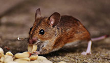 24 Hour & Emergency Exterminators in New Auburn, WI